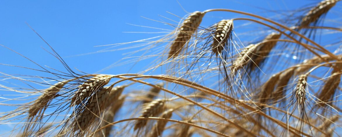 cuccia dal grano Margherito