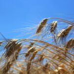 cuccia dal grano Margherito