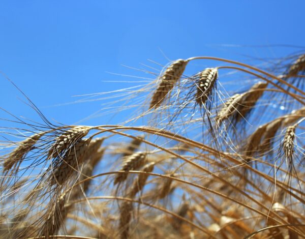 cuccia dal grano Margherito